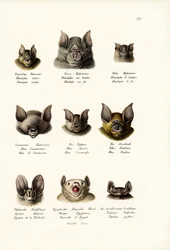 Különféle denevérek, 1824